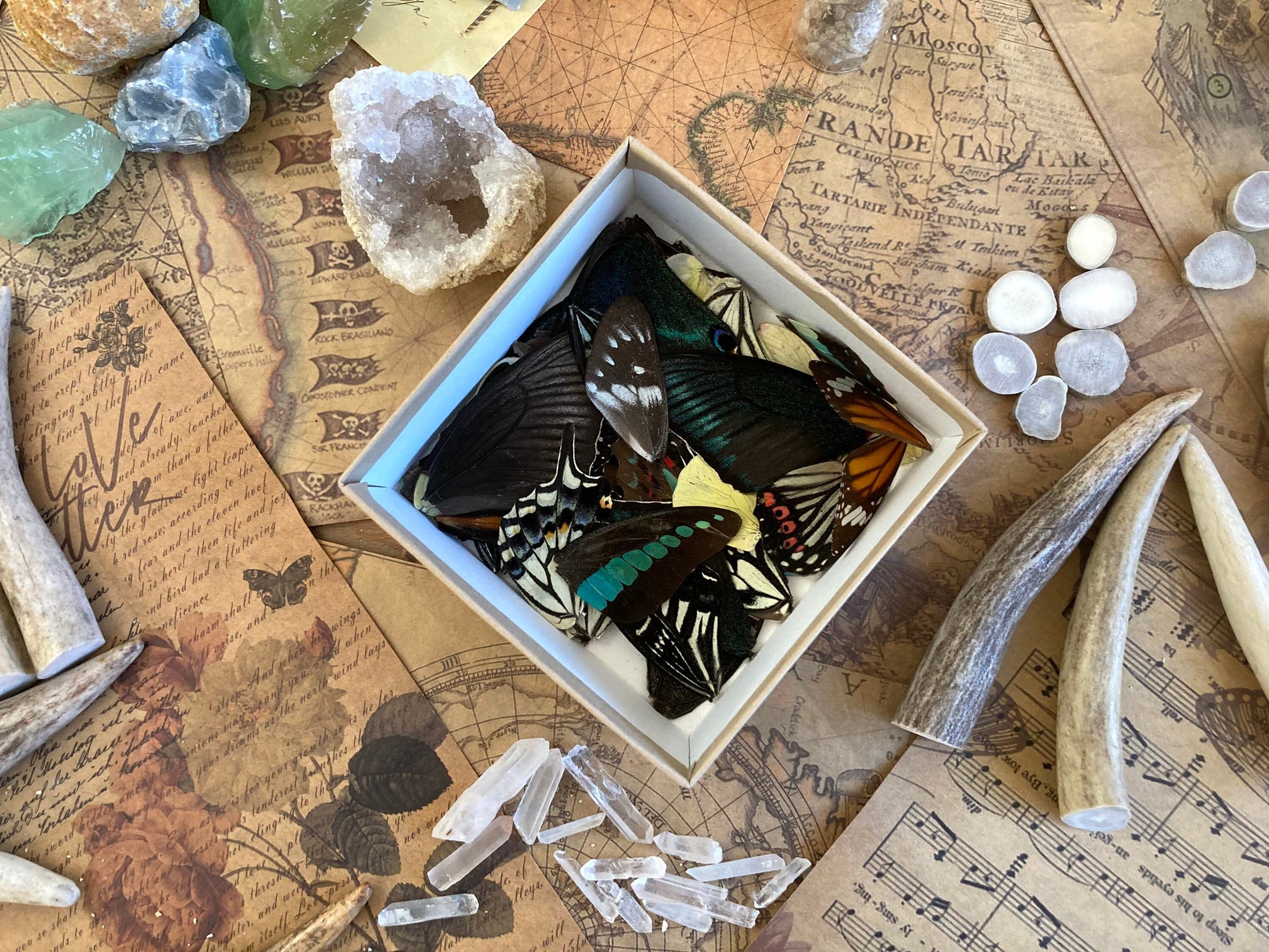 20 A+ to A- Grade Real Butterfly Wings - Curiosity Collection - Craft Supply -Jewelry Making - Resin Jewelry Making