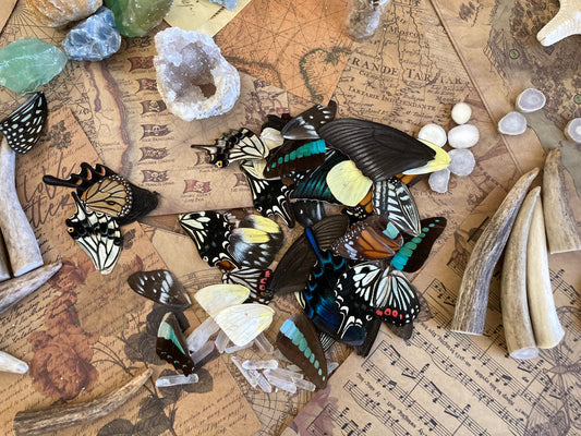 20 A+ to A- Grade Real Butterfly Wings - Curiosity Collection - Craft Supply -Jewelry Making - Resin Jewelry Making