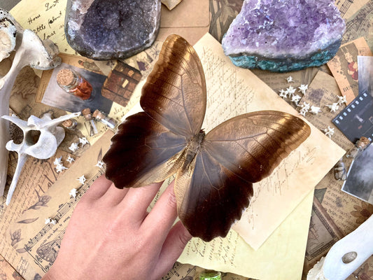 Caligo eurilochus, Giant OWL butterflies, Dry-preserved specimens, Entomology, Lepidoptera