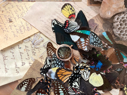 40 A GRADE Pieces Real Butterfly Wings Jewelry Making Supply, Curiosity Collection, Craft Supply, Curiosity Cabinet, Resin Jewelry Supplies