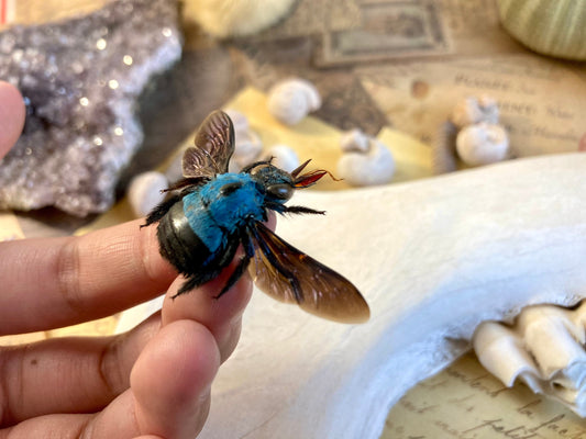 Xylocopa caerulea, Blue Carpenter Bee, Entomology, Insects, Arthopoda