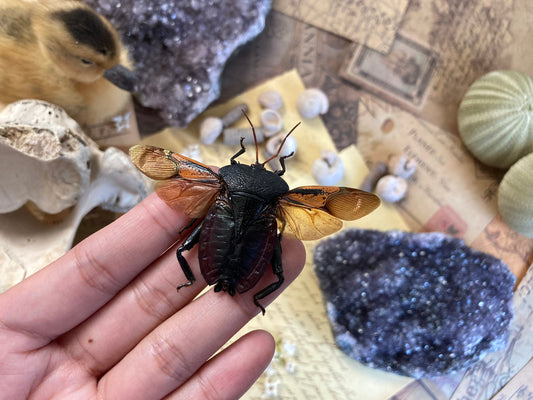 Spread Oncomeris Flavicornis, Oncomeris flavicornis Red Heart Beetle, True bug, Entomology,