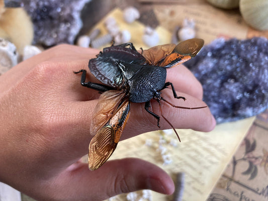 Spread Oncomeris Flavicornis, Oncomeris flavicornis Red Heart Beetle, True bug, Entomology,