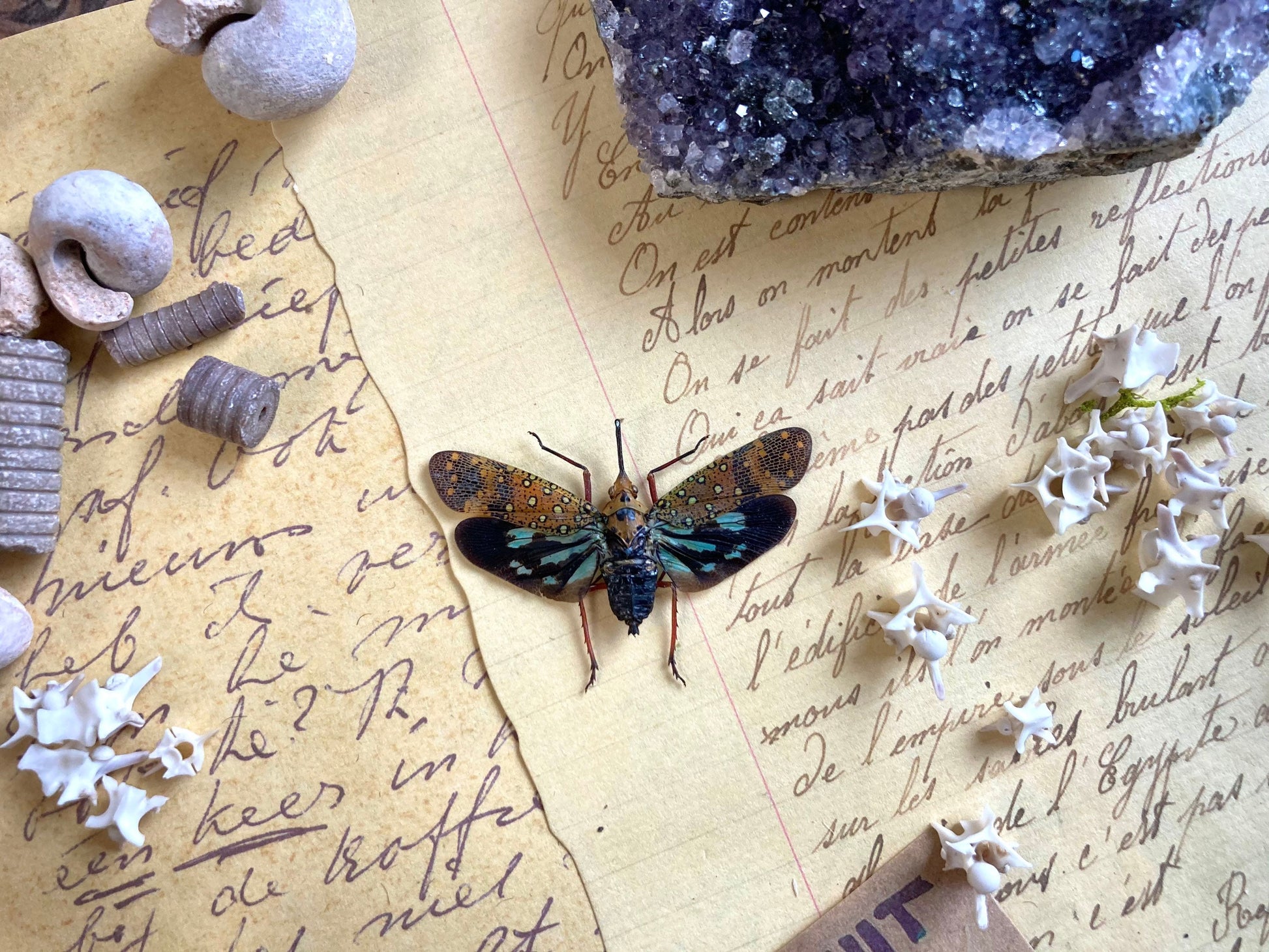 Saiva Bullata, Spread or Unmounted, Leaf Hopper, Entomology, Real Lanternfly, Spread Saiva bullata, Insects