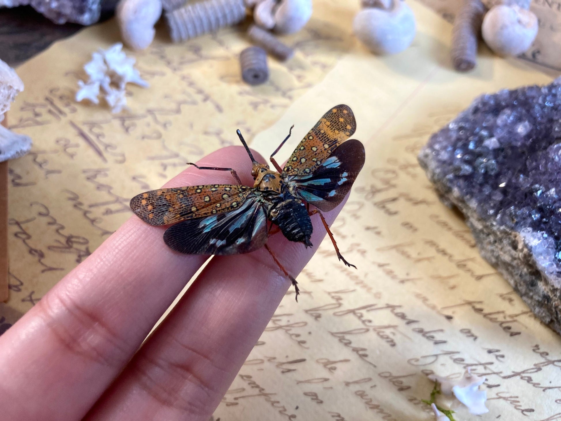 Saiva Bullata, Spread or Unmounted, Leaf Hopper, Entomology, Real Lanternfly, Spread Saiva bullata, Insects