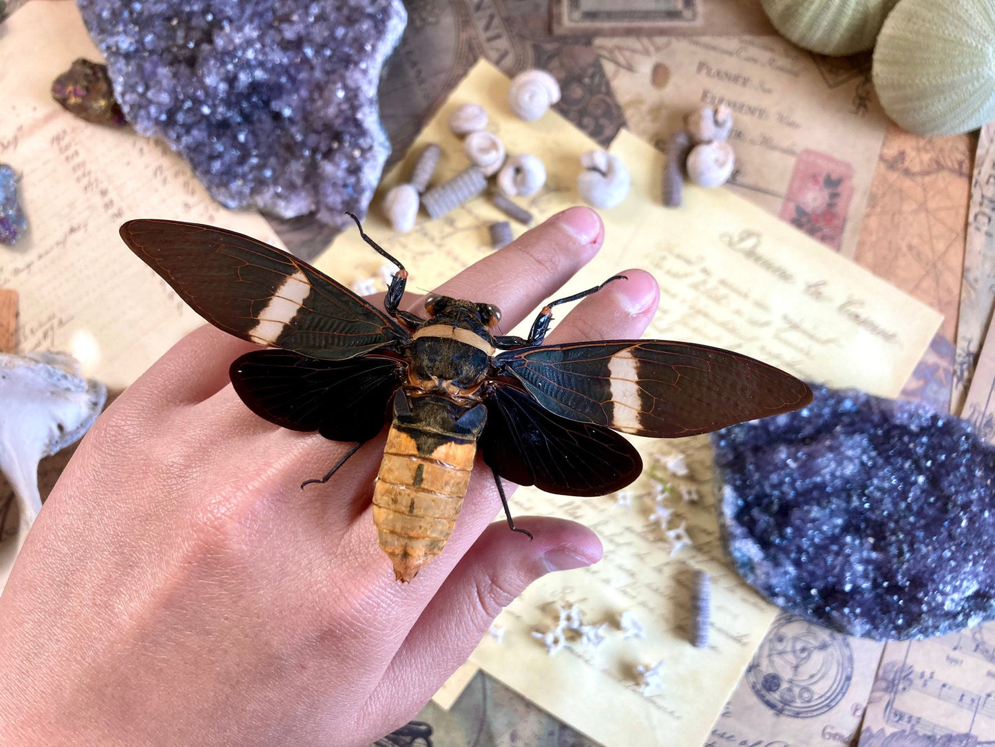 Real Tosena Albata Cicada  Spread Ready for your Project DIY