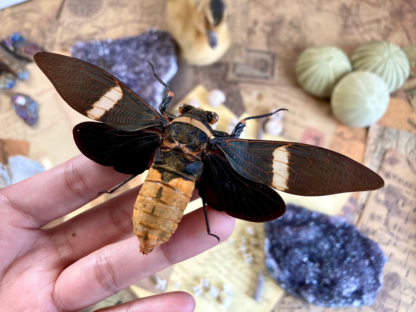 Real Tosena Albata Cicada  Spread Ready for your Project DIY