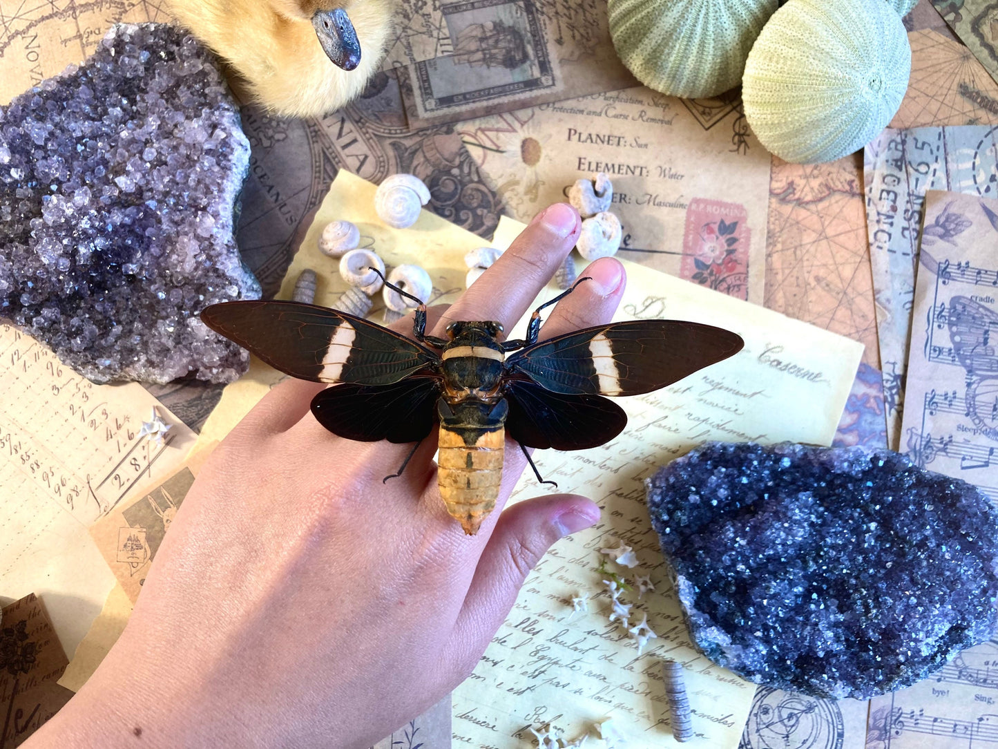 Real Tosena Albata Cicada  Spread Ready for your Project DIY