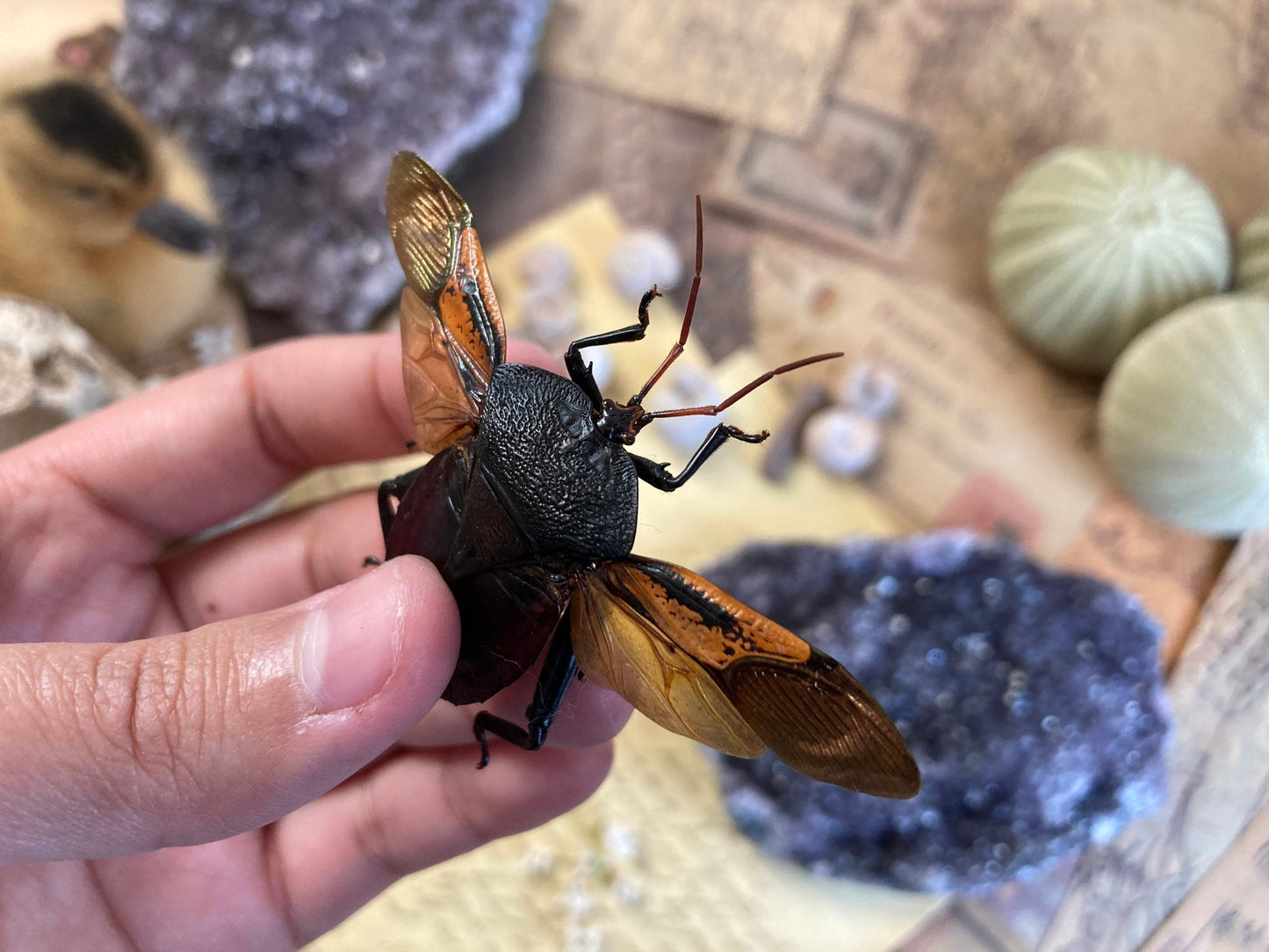 Spread Oncomeris Flavicornis, Oncomeris flavicornis Red Heart Beetle, True bug, Entomology,