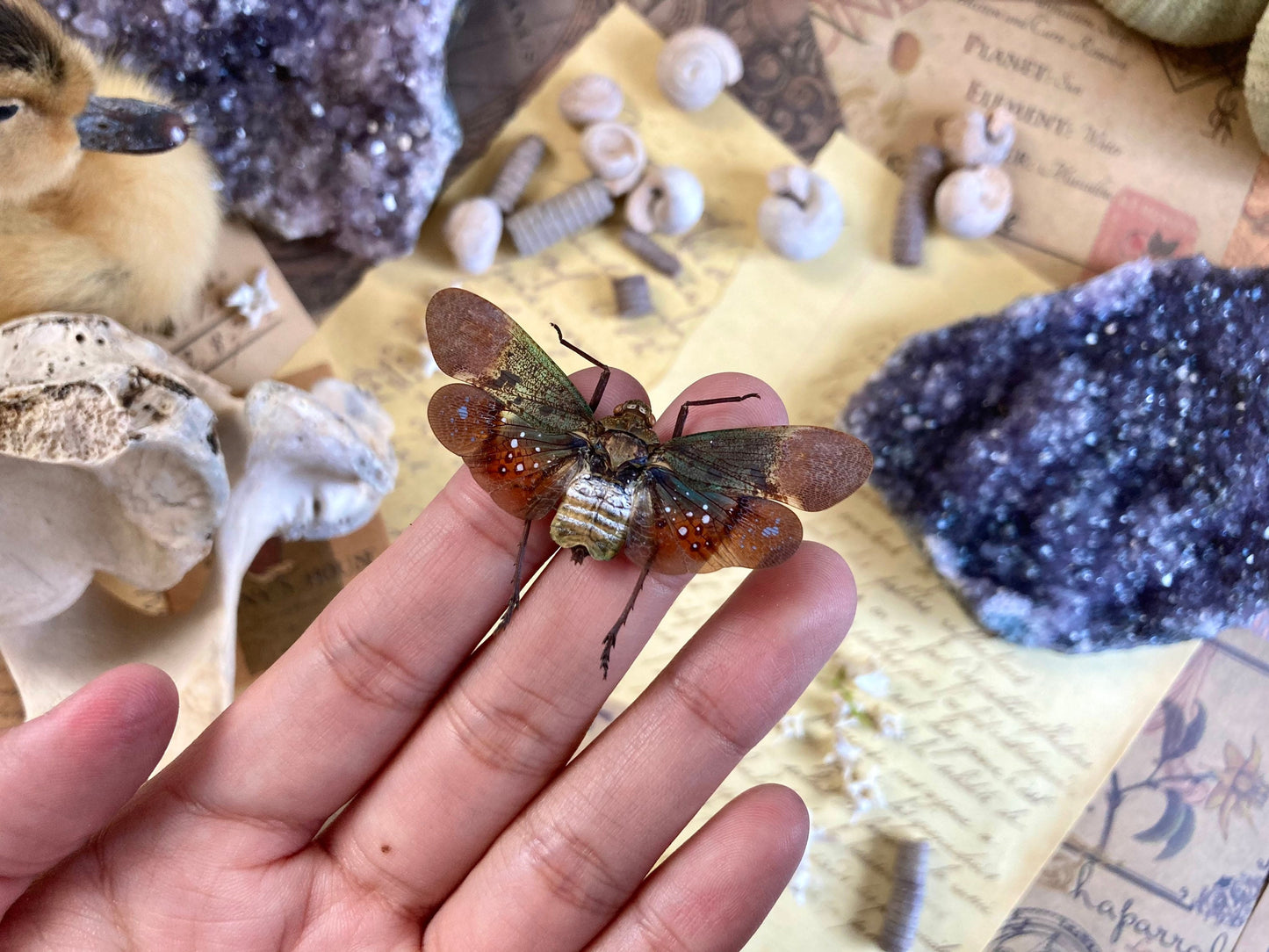 Penthicodes Farinosa Peleng, Lanternfly, One Lanternfly Penthicodes Farinosa Peleng Spread, Wings Spread, Indonesia, Insect, Taxidermy