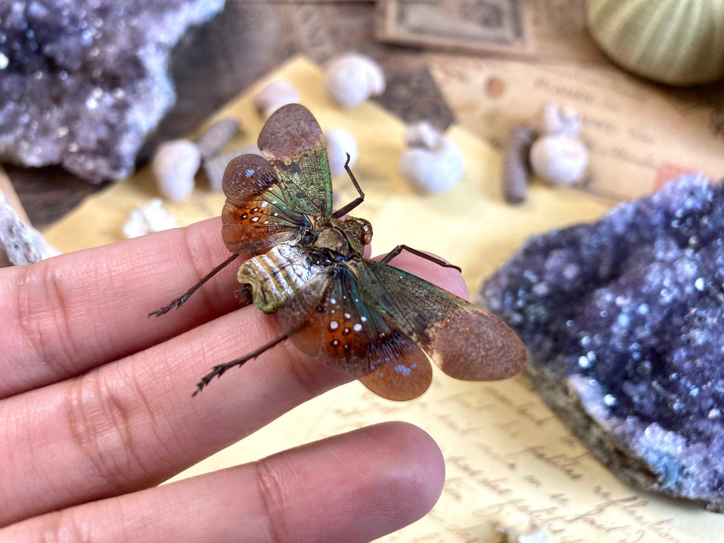 Penthicodes Farinosa Peleng, Lanternfly, One Lanternfly Penthicodes Farinosa Peleng Spread, Wings Spread, Indonesia, Insect, Taxidermy
