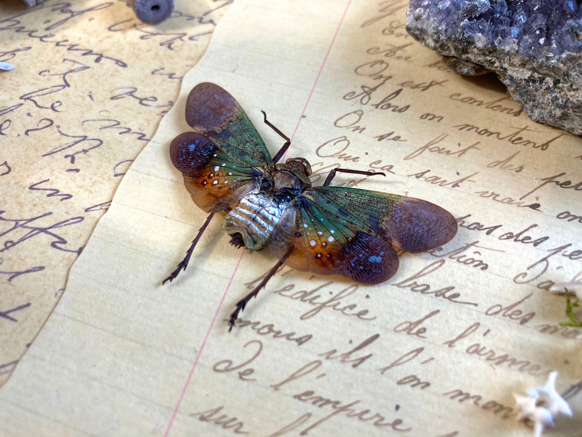 Penthicodes Farinosa Peleng, Lanternfly, One Lanternfly Penthicodes Farinosa Peleng Spread, Wings Spread, Indonesia, Insect, Taxidermy