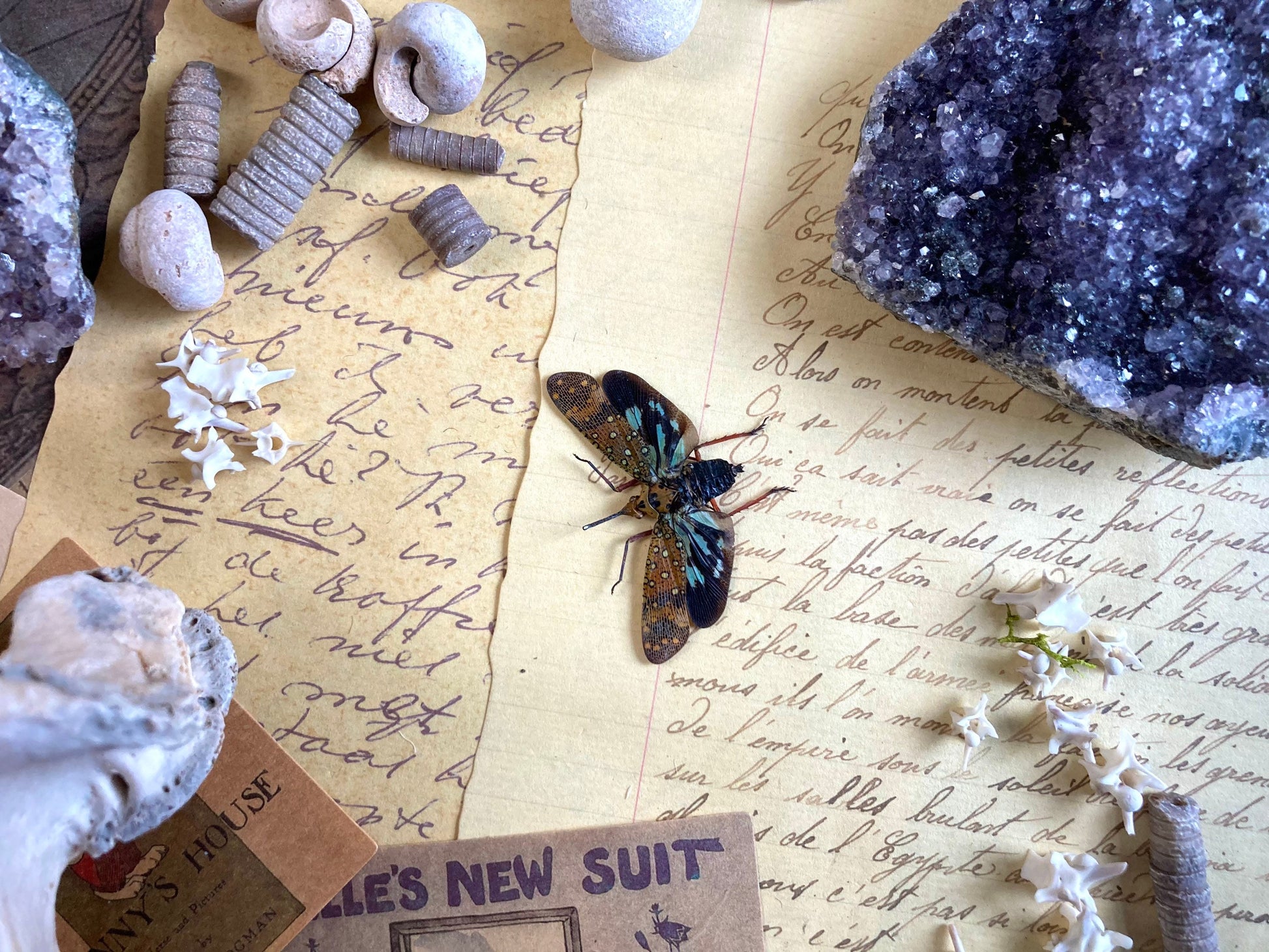 Saiva Bullata, Spread or Unmounted, Leaf Hopper, Entomology, Real Lanternfly, Spread Saiva bullata, Insects