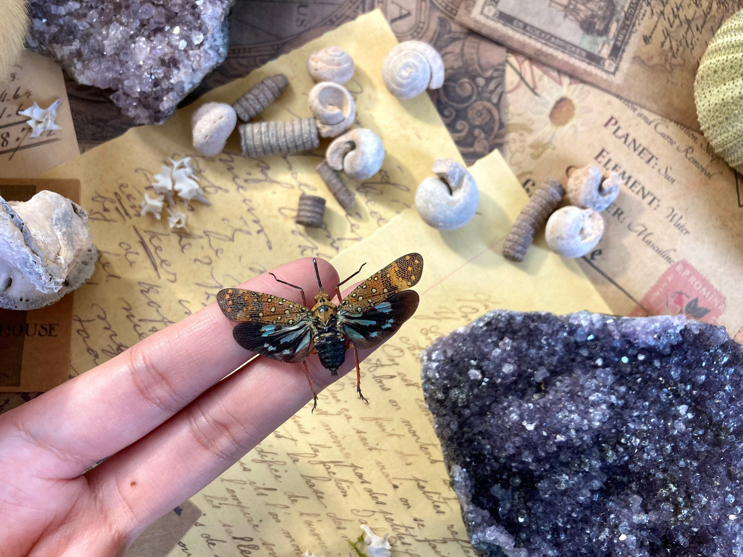 Saiva Bullata, Spread or Unmounted, Leaf Hopper, Entomology, Real Lanternfly, Spread Saiva bullata, Insects