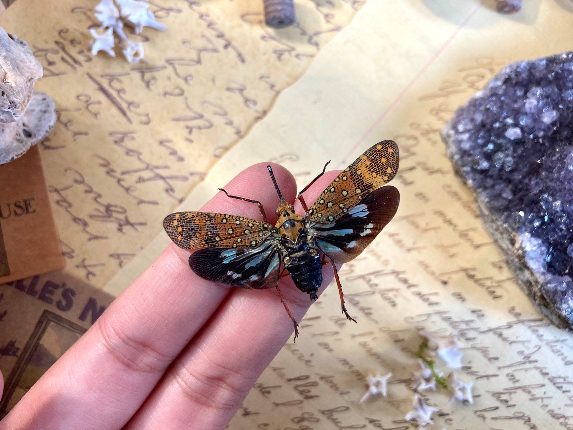 Saiva Bullata, Spread or Unmounted, Leaf Hopper, Entomology, Real Lanternfly, Spread Saiva bullata, Insects