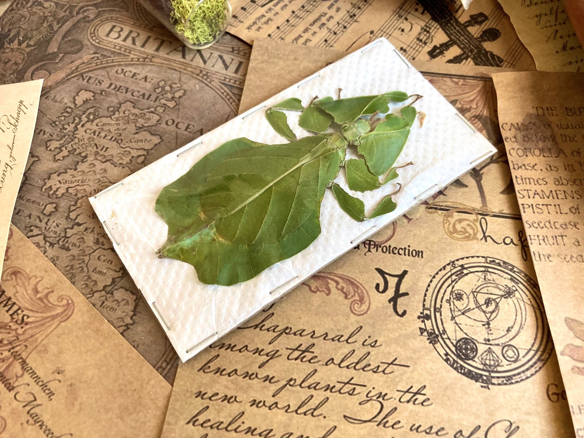 Phyllium pulchrifolium (FEMALE) Real walking leaf stick bug green indonesian leaf mimic insect