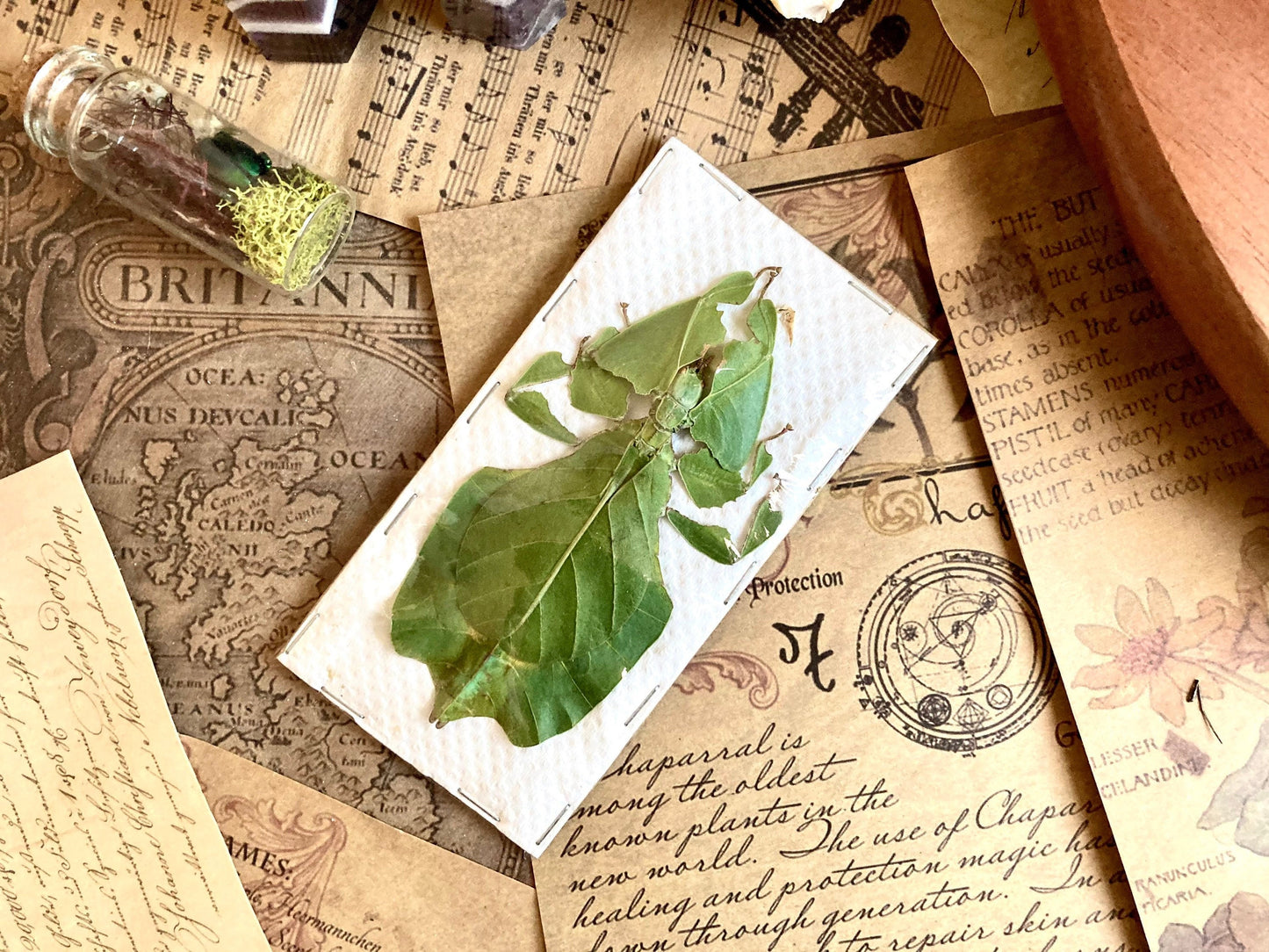 Phyllium pulchrifolium (FEMALE) Real walking leaf stick bug green indonesian leaf mimic insect