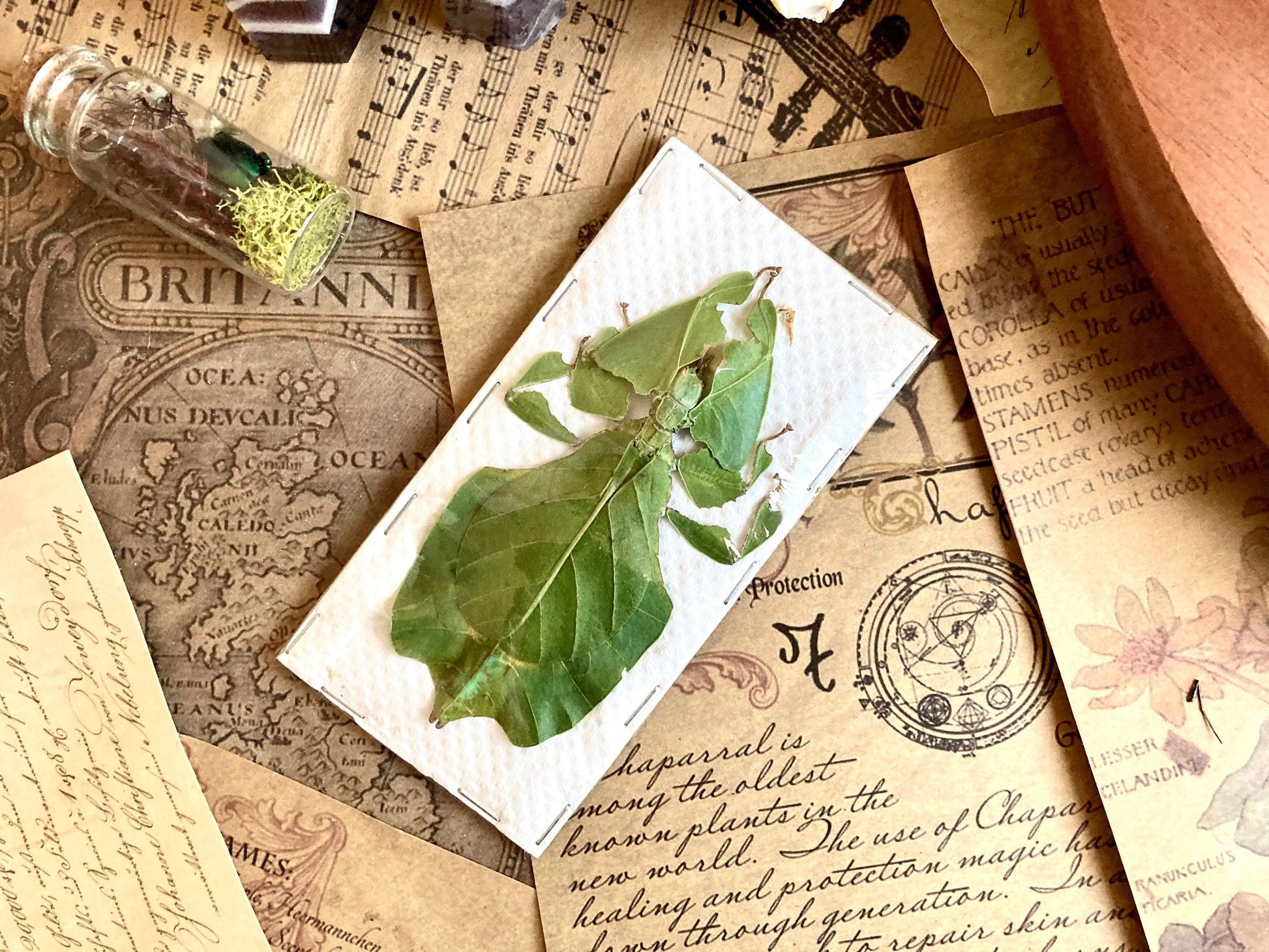 Phyllium pulchrifolium (FEMALE) Real walking leaf stick bug green indonesian leaf mimic insect