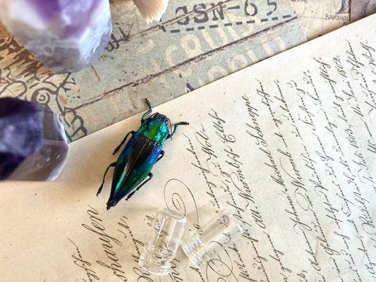 Cyphogastra calepyga One Real blue violet buprestid beetle Indonesia