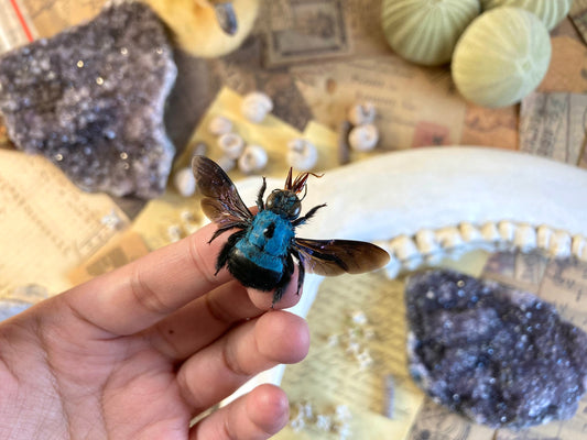 Xylocopa caerulea, Blue Carpenter Bee, Entomology, Insects, Arthopoda