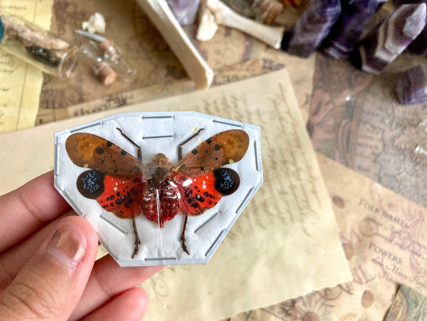 Penthicodes Atomaria ONE REAL red pink fulgorid, Mounted, Wings spread