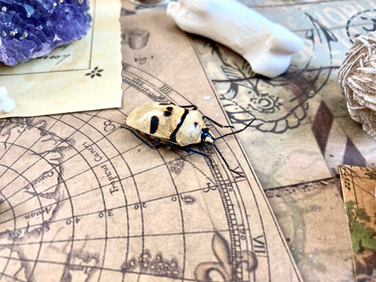 Eucorysses grandis mask skull face shield bug Indonesia, Unmounted, Eucorysses Grandis Smile Man Face Real Bug Entomology Collectible