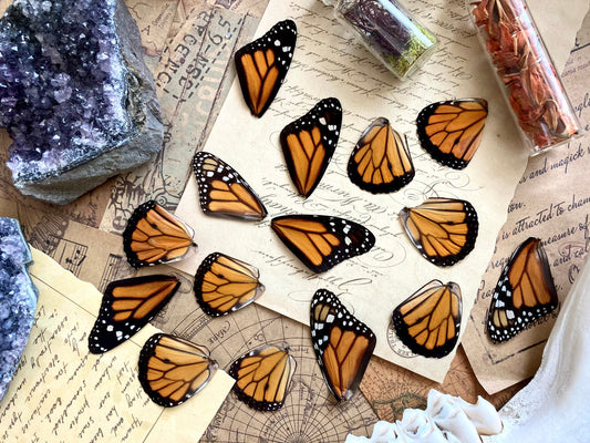 Lot of 12 and 20 Pack A1 Monarch Butterfly Wings, Pairs!