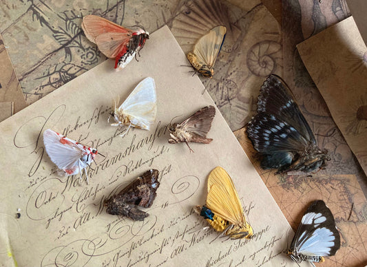 10 and 25 Assorted Moth Specimen Pack, Mixed Small Moths, Real Moth Specimen, Entomology