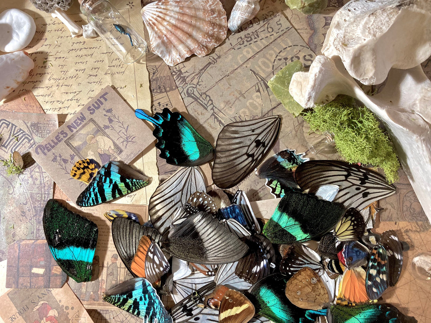 25, 50, 100 A Grade Real Butterfly Wings, Wings for Crafts, Laminated Butterfly Wings, Real Insect Wings
