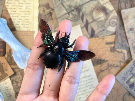 Tropical Carpenter Bee, Xylocopa latipes, Real Bee, Entomology, Specimen