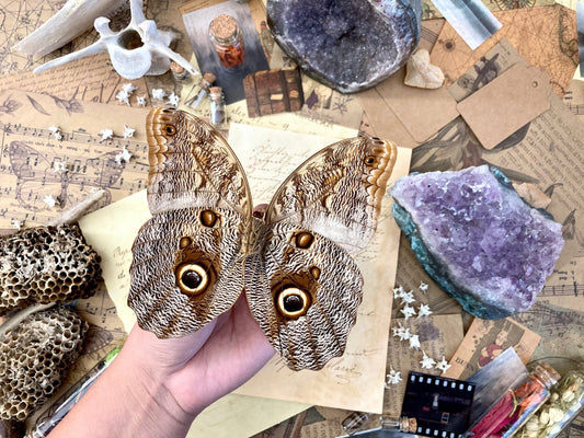 Caligo eurilochus, Giant OWL butterflies, Dry-preserved specimens, Entomology, Lepidoptera