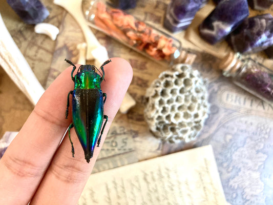 Cyphogastra calepyga One Real blue violet buprestid beetle Indonesia