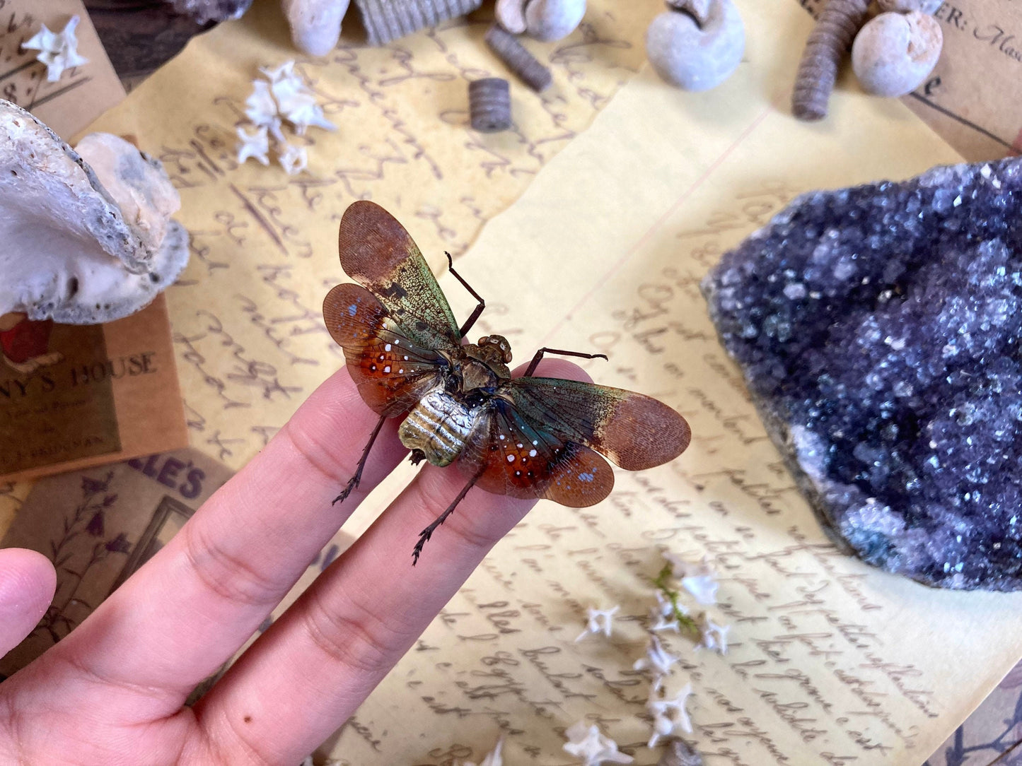 Penthicodes Farinosa Peleng, Lanternfly, One Lanternfly Penthicodes Farinosa Peleng Spread, Wings Spread, Indonesia, Insect, Taxidermy