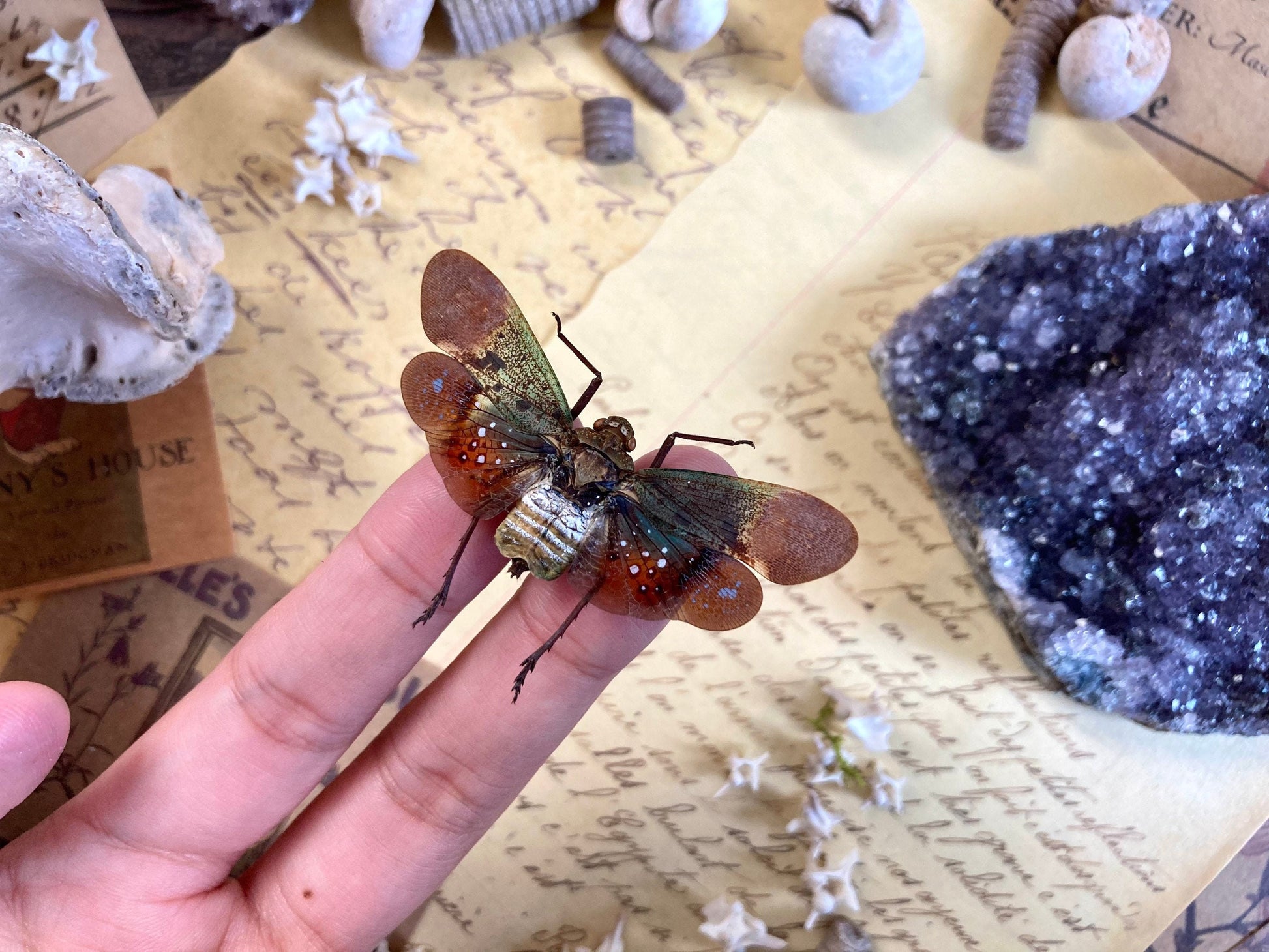 Penthicodes Farinosa Peleng, Lanternfly, One Lanternfly Penthicodes Farinosa Peleng Spread, Wings Spread, Indonesia, Insect, Taxidermy