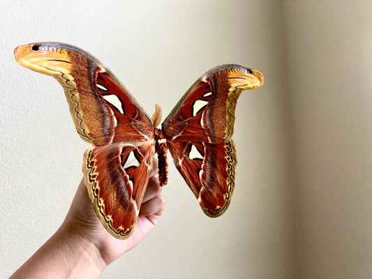 Attacus Atlas Moth Papered Specimen Real Snake Head Moth Entomology Taxidermy Science Unmounted Specimen
