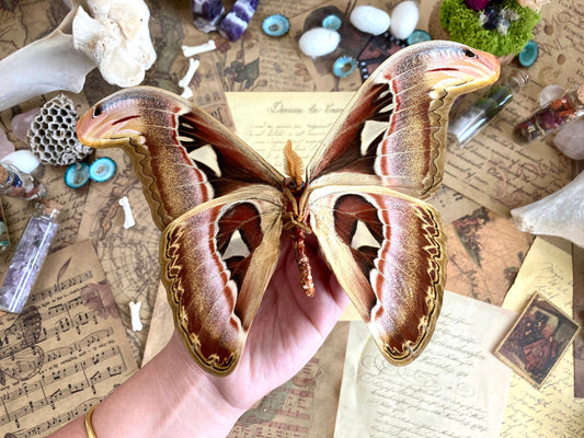 Attacus Atlas Moth Papered Specimen Real Snake Head Moth Entomology Taxidermy Science Unmounted Specimen