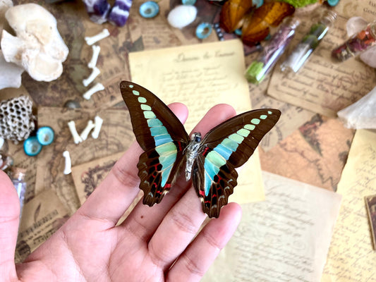 Graphium sarpedon, REAL Bluebottle BUTTERFLY
