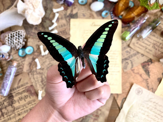 Graphium sarpedon, REAL Bluebottle BUTTERFLY