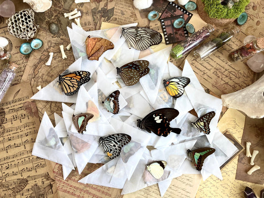 A Pack of 10, 25, 50, 100 Ethically Sourced Butterflies from Malaysia and Peru, Unmounted Butterflies Lepidoptera Farmed Specimens WHOLESALE