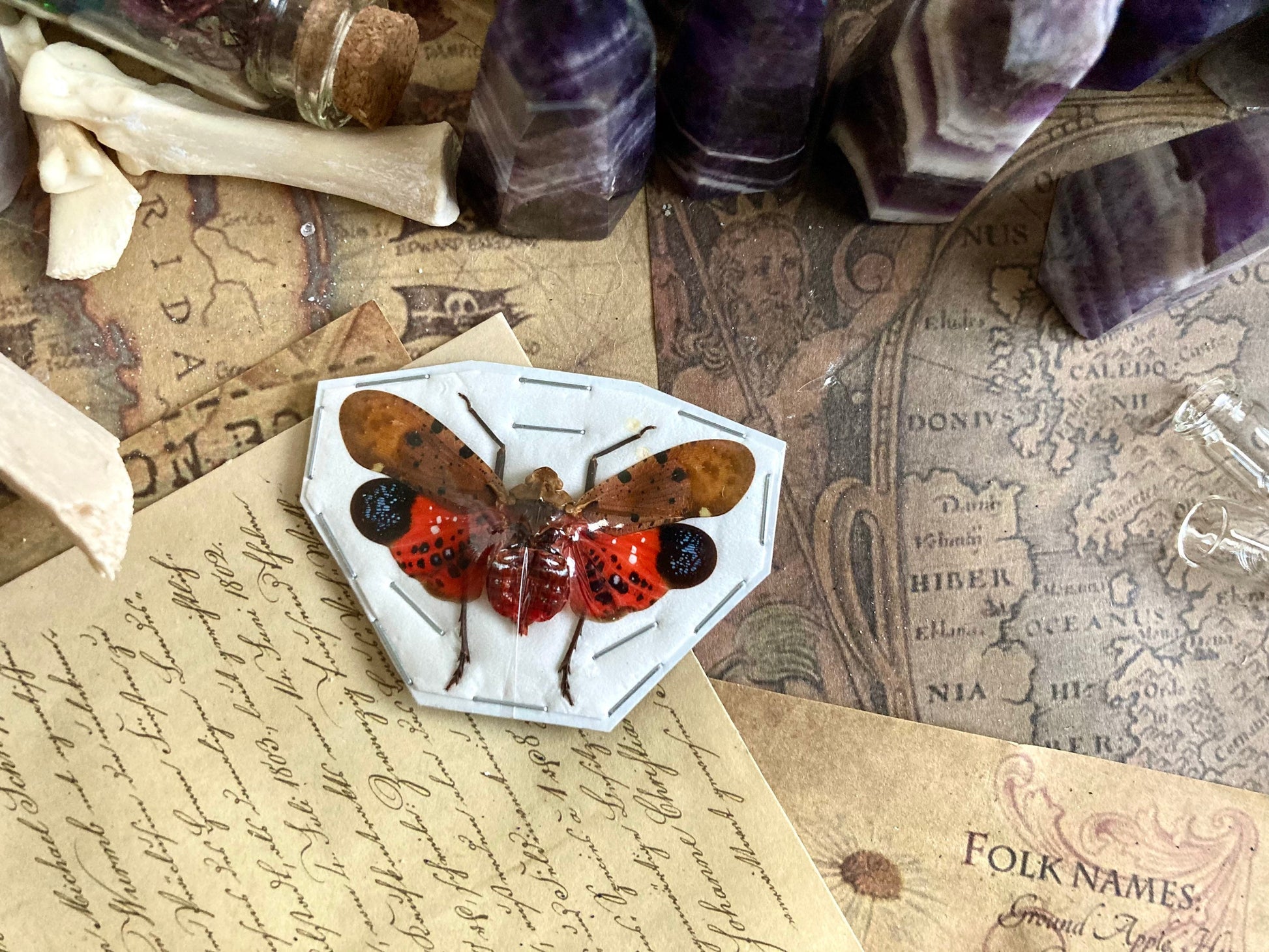 Penthicodes Atomaria ONE REAL red pink fulgorid, Mounted, Wings spread