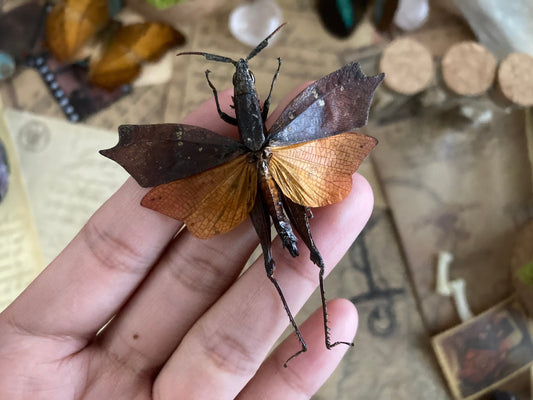 Trigonopteryx Celebesia Wings Spread, Interesting Grasshopper, real Trigonopteryx celebesia, A1 Indonesia
