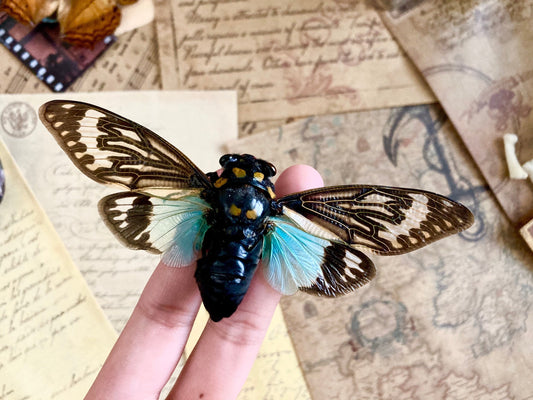 Tosena splendida Spread, Blue cicada , Real Cicada, Entomology, Real Insects, Insect Specimen, Spread and Ready to Mount