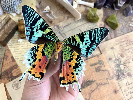 Urania ripheus One Real Madagascar Sunset Moth Butterfly