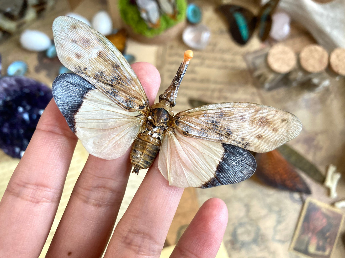 Pyrops astarte (White), Unmounted, real lanternfly, entomology, insect specimen, oddity and curiosity, real winged insect