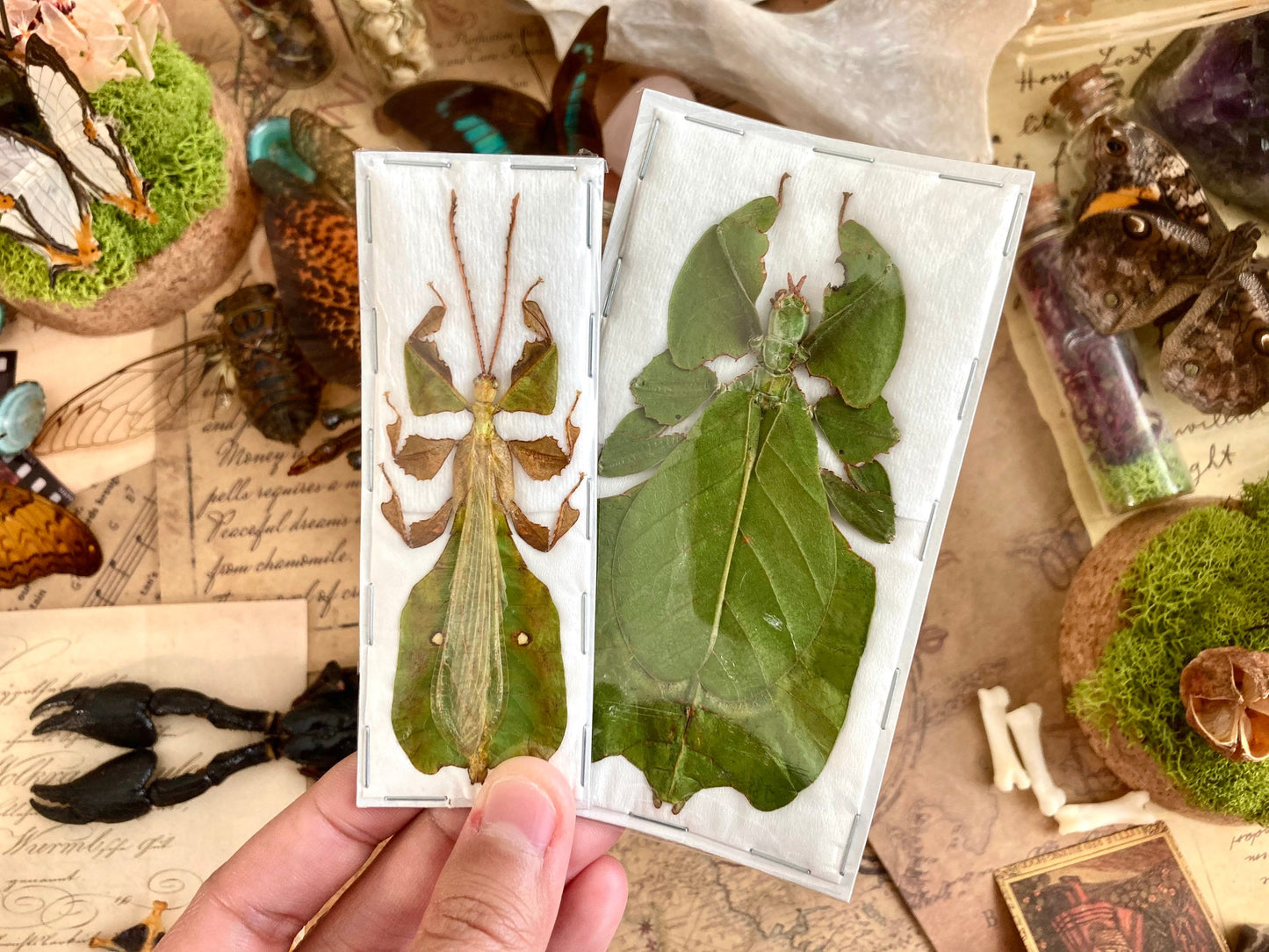PAIR Phyllium pulchrifolium (Male+Female), Real walking leaf stick bug green indonesian leaf mimic insect