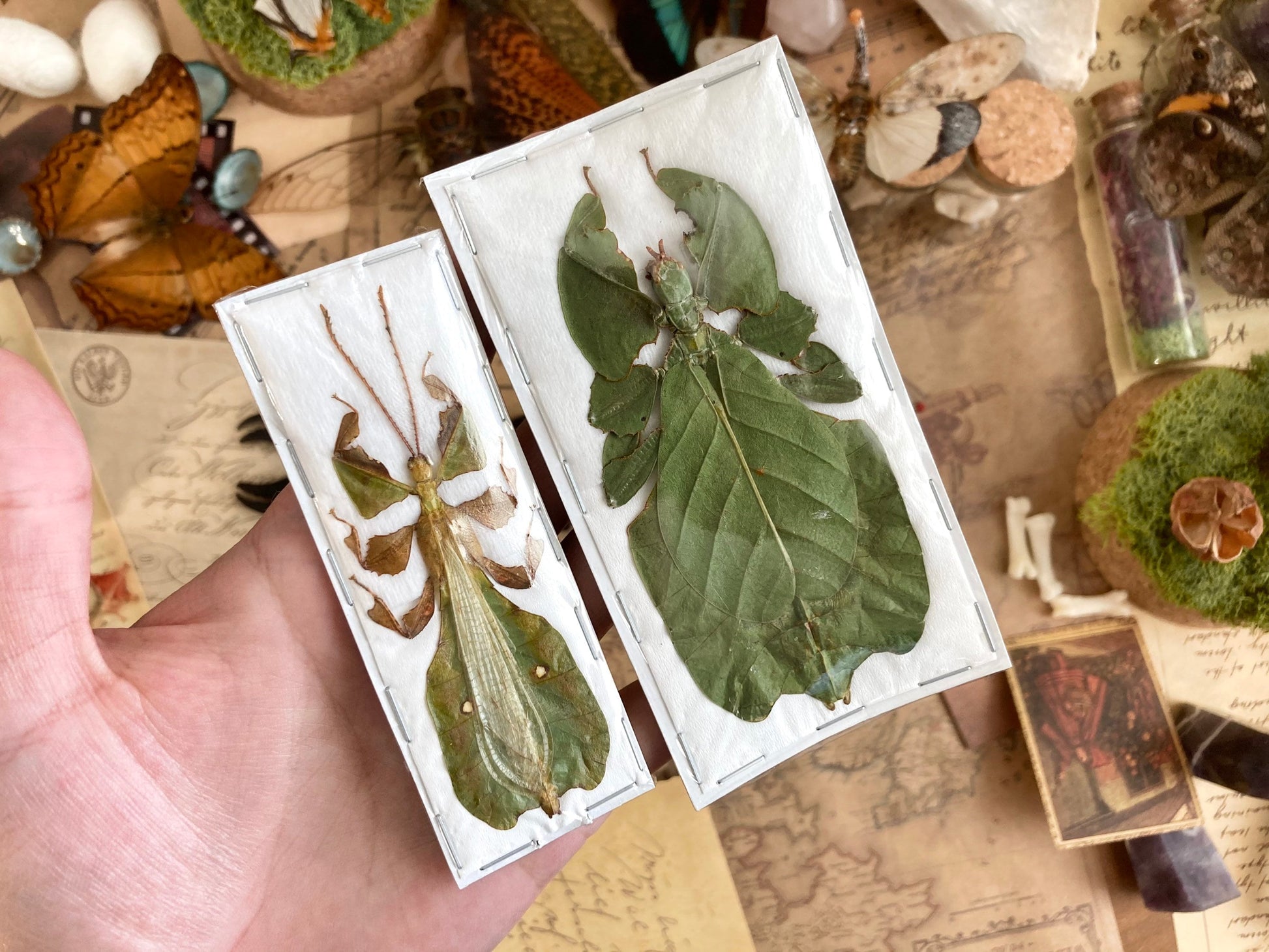 PAIR Phyllium pulchrifolium (Male+Female), Real walking leaf stick bug green indonesian leaf mimic insect