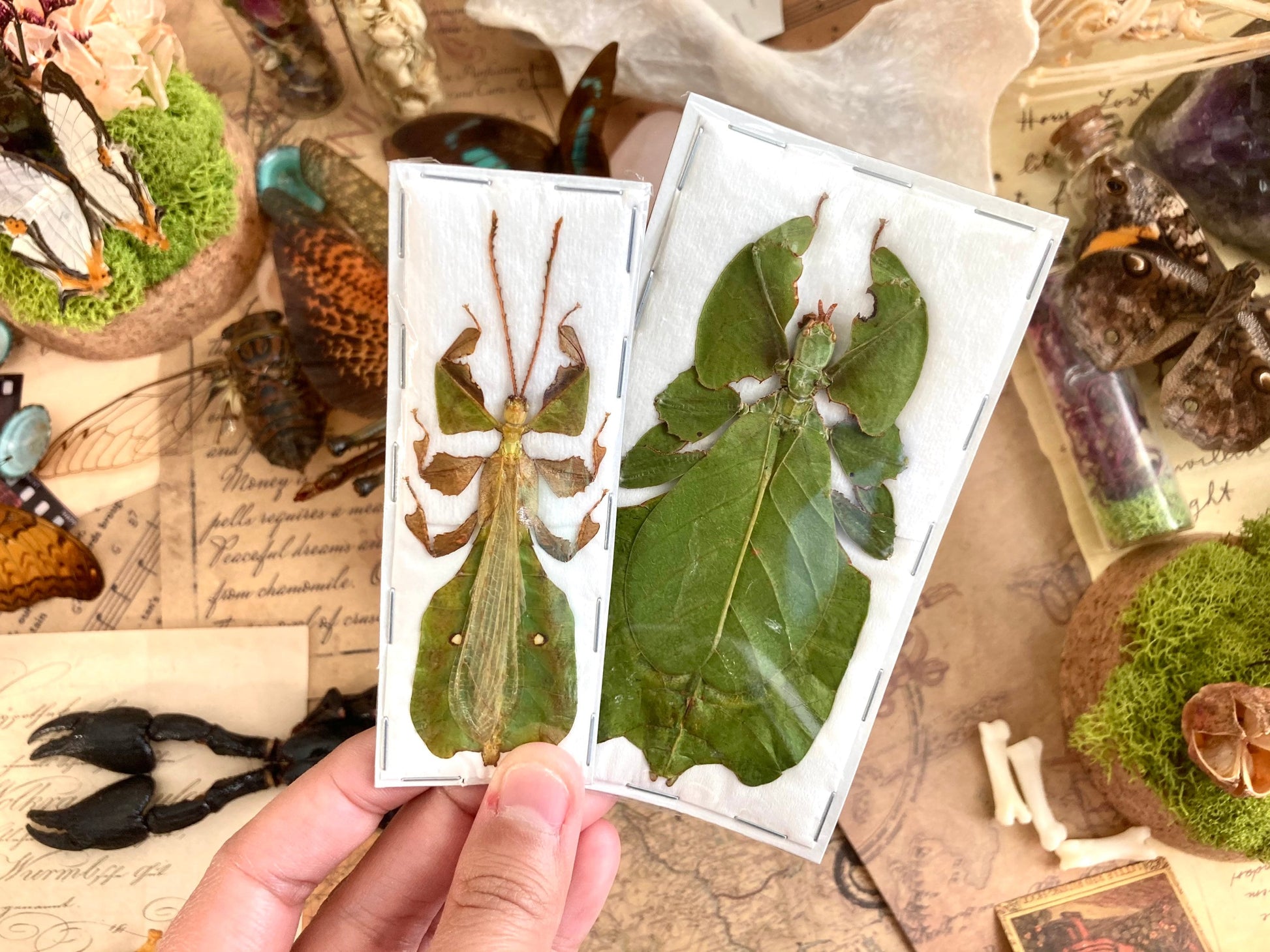 PAIR Phyllium pulchrifolium (Male+Female), Real walking leaf stick bug green indonesian leaf mimic insect