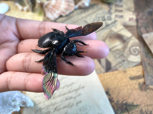 Tropical Carpenter Bee, Xylocopa latipes, Real Bee, Entomology, Specimen