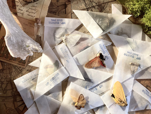 10 and 25 Assorted Moth Specimen Pack, Mixed Small Moths, Real Moth Specimen, Entomology