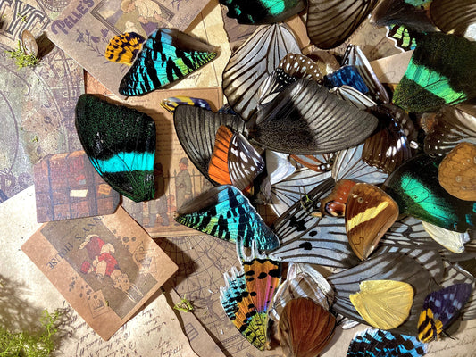 25, 50, 100 A Grade Real Butterfly Wings, Wings for Crafts, Laminated Butterfly Wings, Real Insect Wings